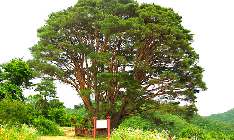 Rock Pine Trees in Seolcheon-myeon