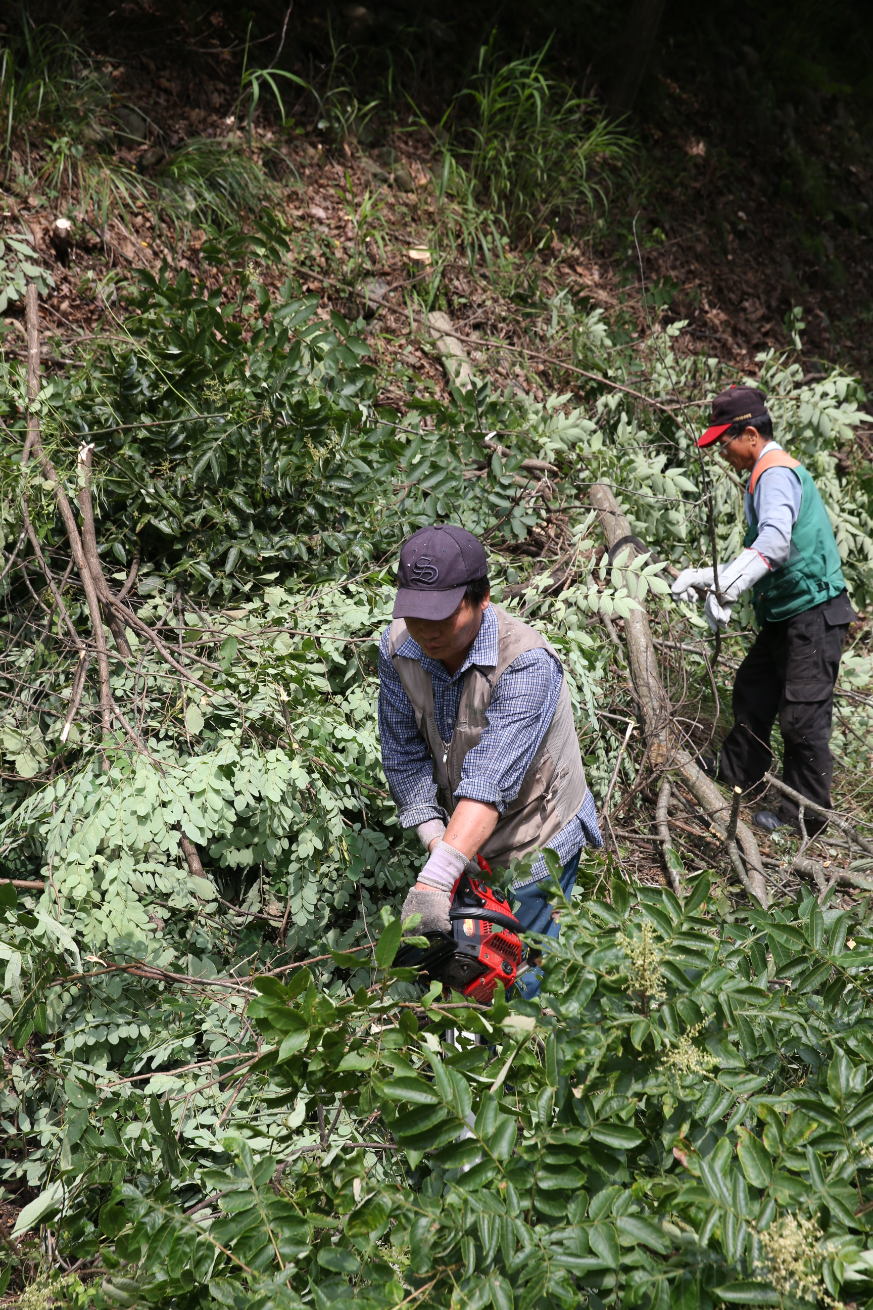 2015.07.28. 국도변 사고위험지역 산림정리작업 현장 방문