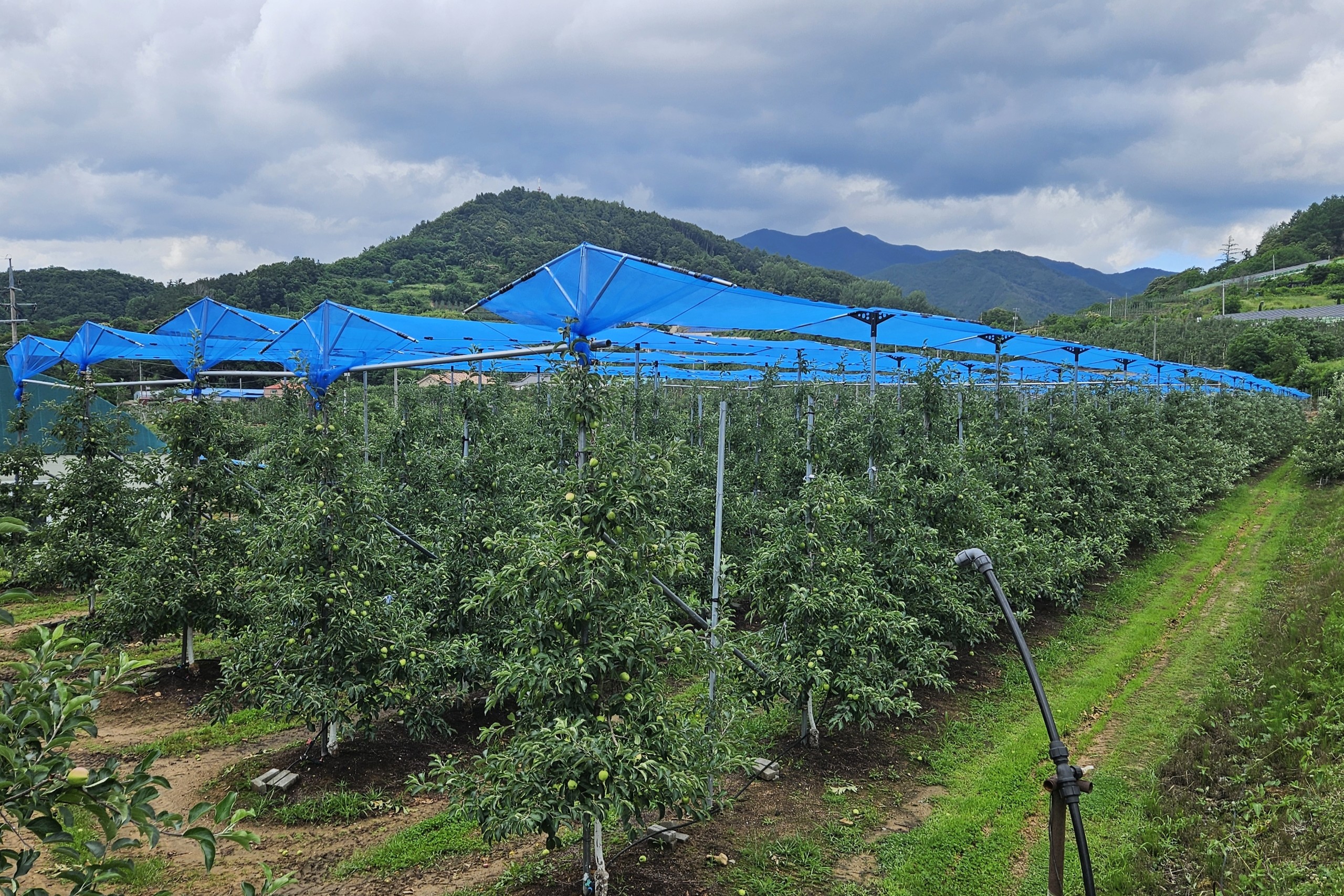 2025.06.20. 무주군 햇빛 차단망 보급 시범사업 