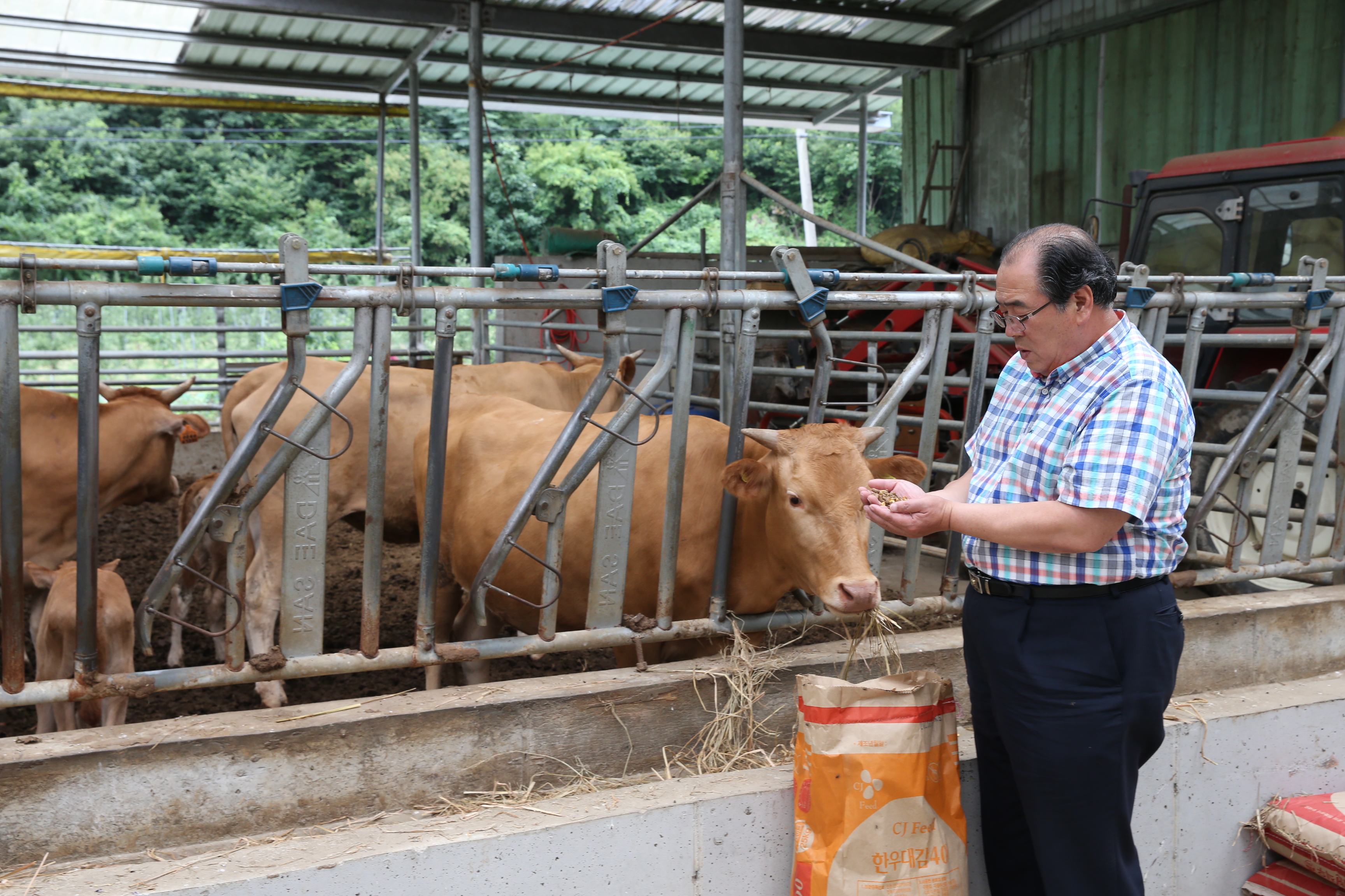 2015.07.21. 무주군 칡소 수정란 이식-황정수 무주군수