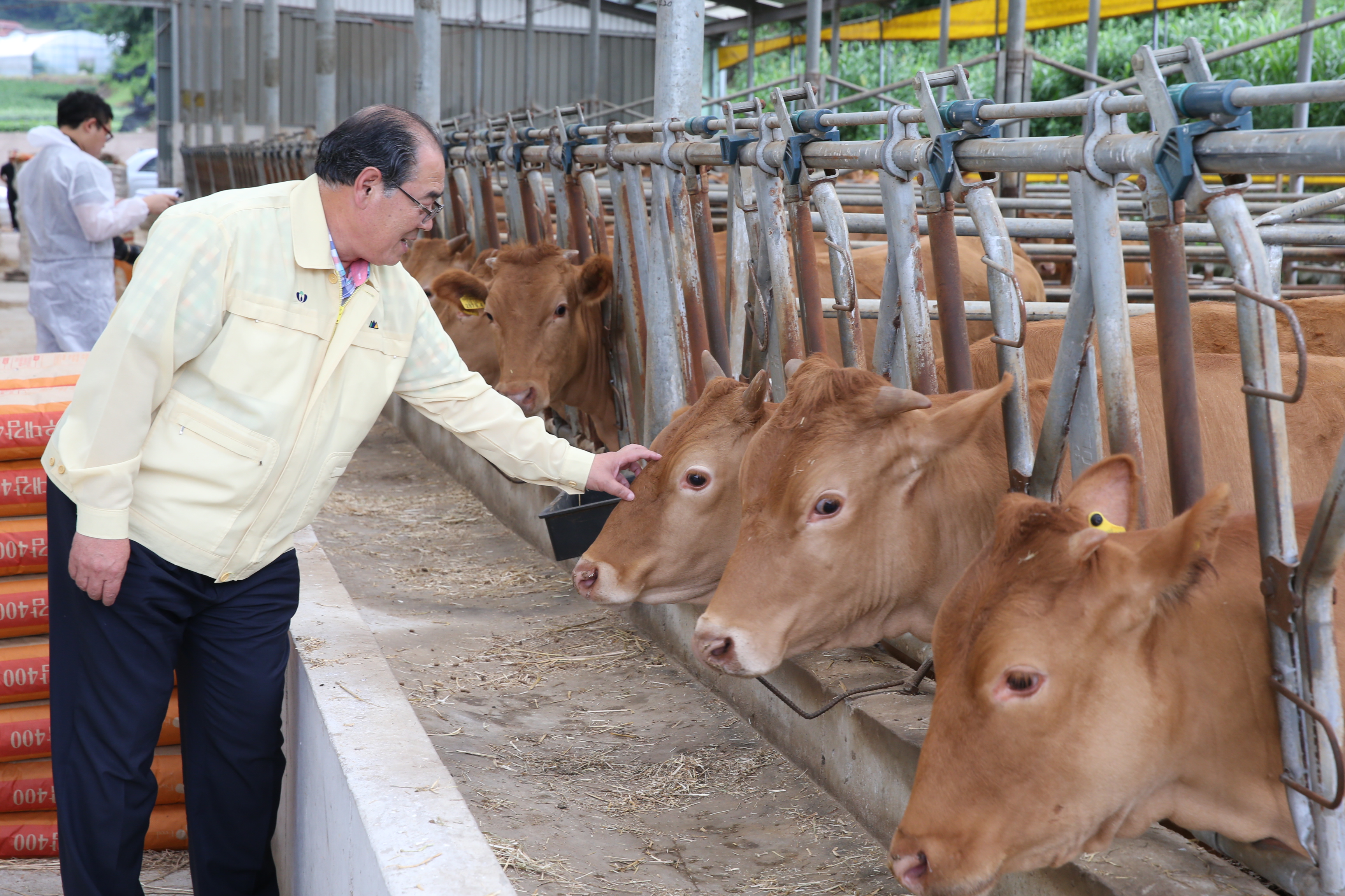 2015.07.21. 무주군 칡소 수정란 이식-황정수 무주군수