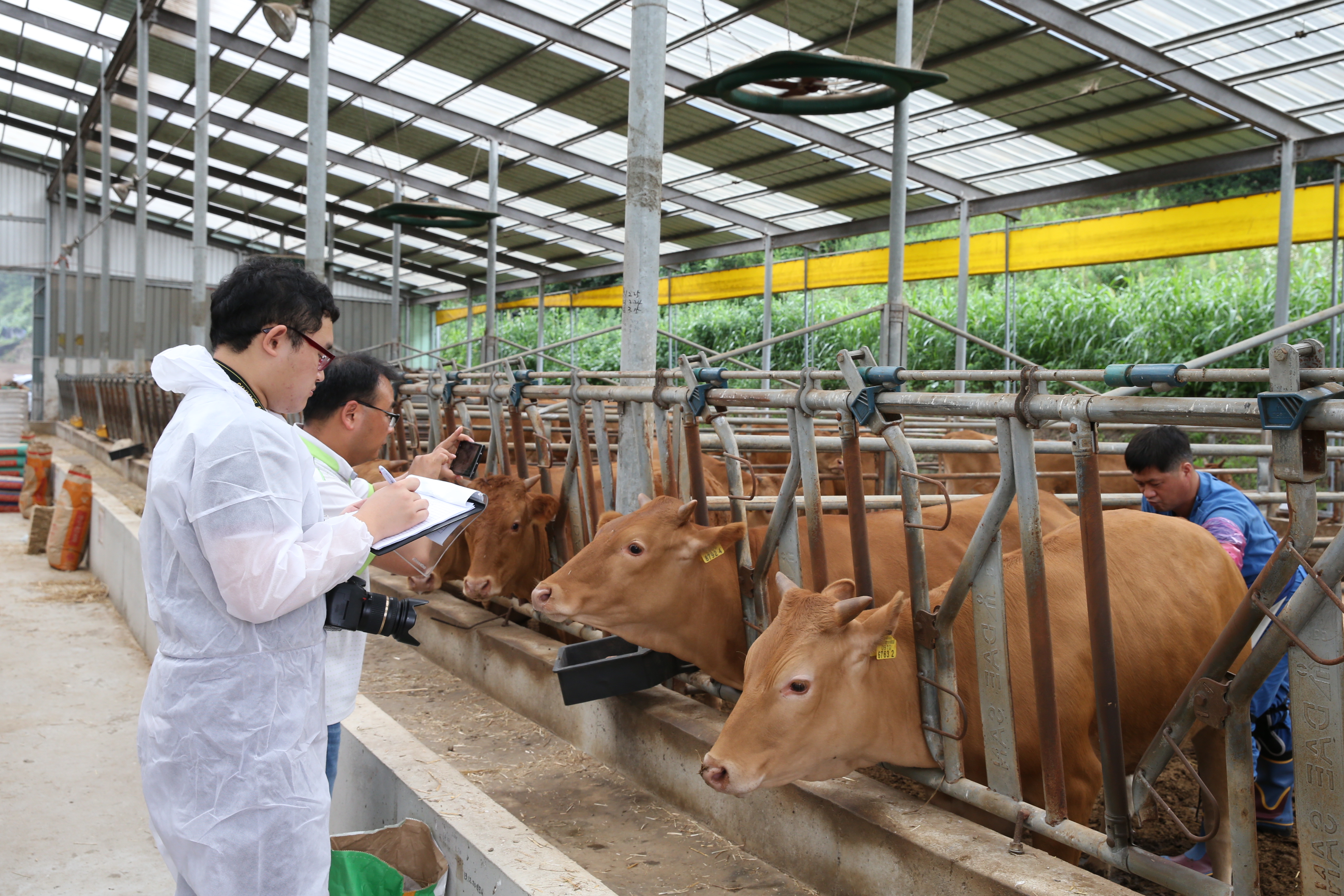 2015.07.21. 무주군 칡소 수정란 이식