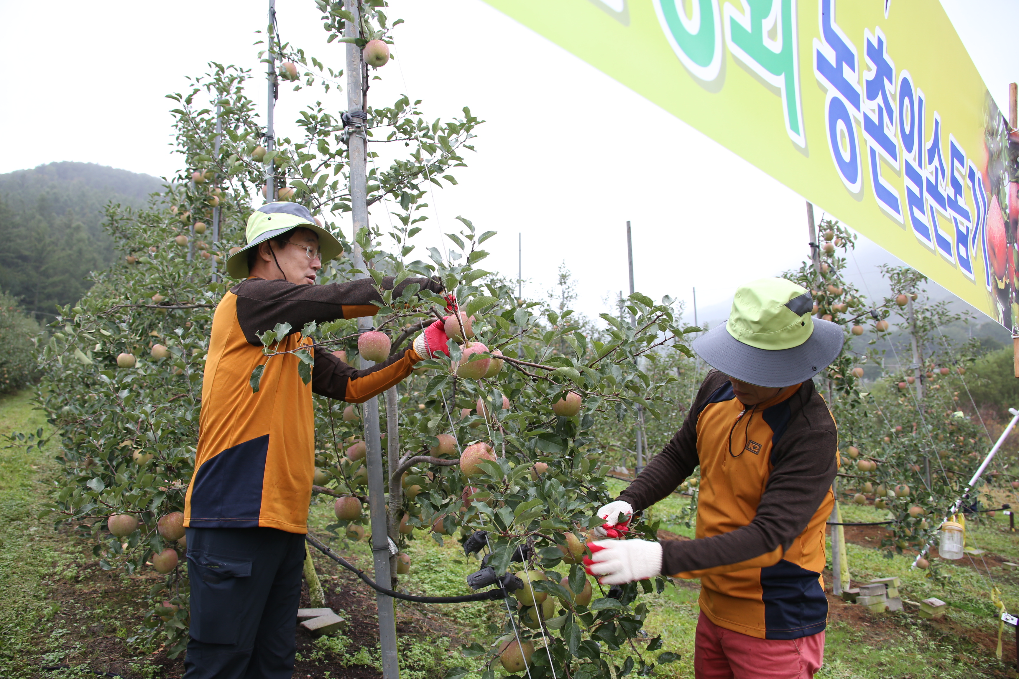 2015.09.24. 반딧불기관장회의 농촌일손돕기