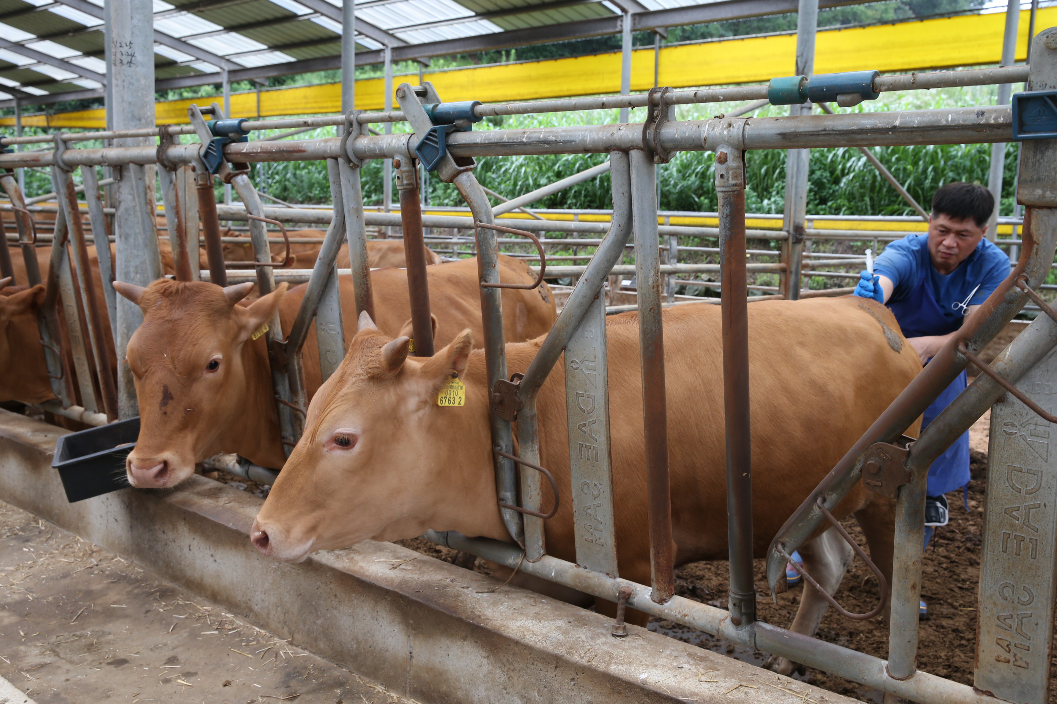 2015.07.21. 무주군 칡소 수정란 이식